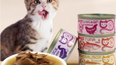 Canned Cat Food