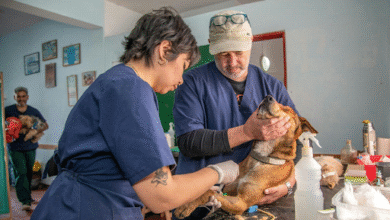 Veterinary Services for Pets: Merging Quality Care with Strong Business Models