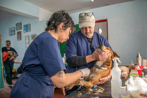 Veterinary Services for Pets: Merging Quality Care with Strong Business Models