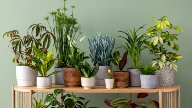 Buy Plants Online