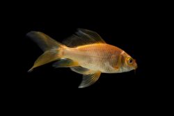 Healthy Aquatic Pets