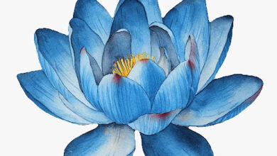 Blue Lotus Flowers