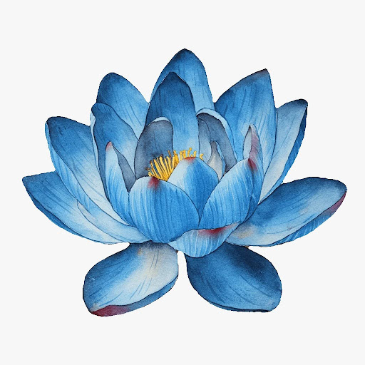 Blue Lotus Flowers