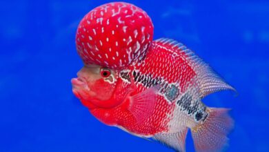 Thailand’s Flowerhorn Industry