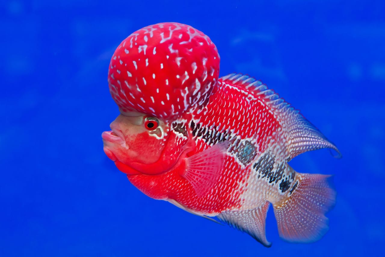 Thailand’s Flowerhorn Industry