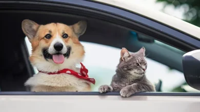 Pet Taxi
