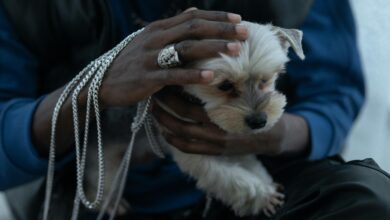 7 Career Opportunities for Animal Lovers