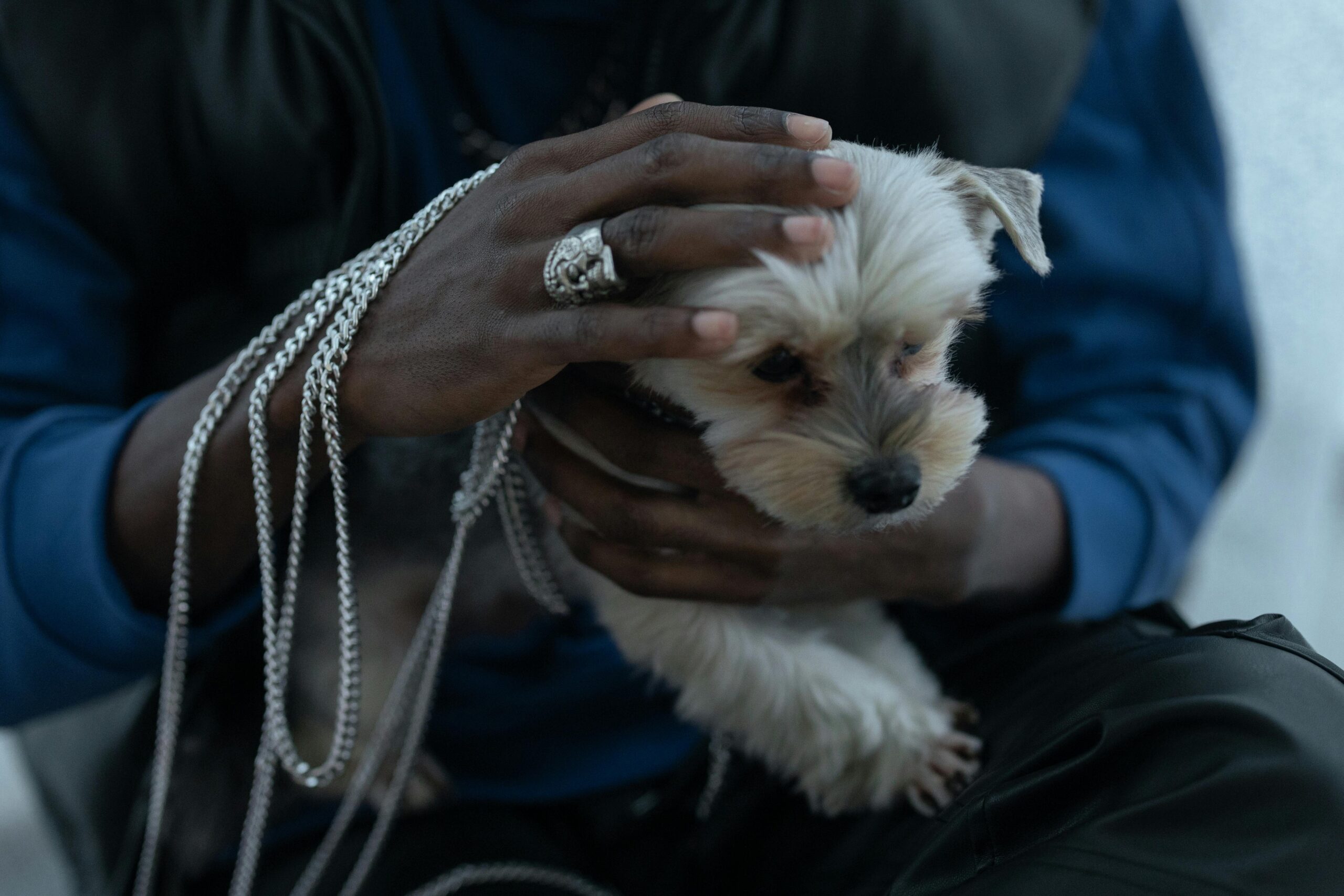 7 Career Opportunities for Animal Lovers